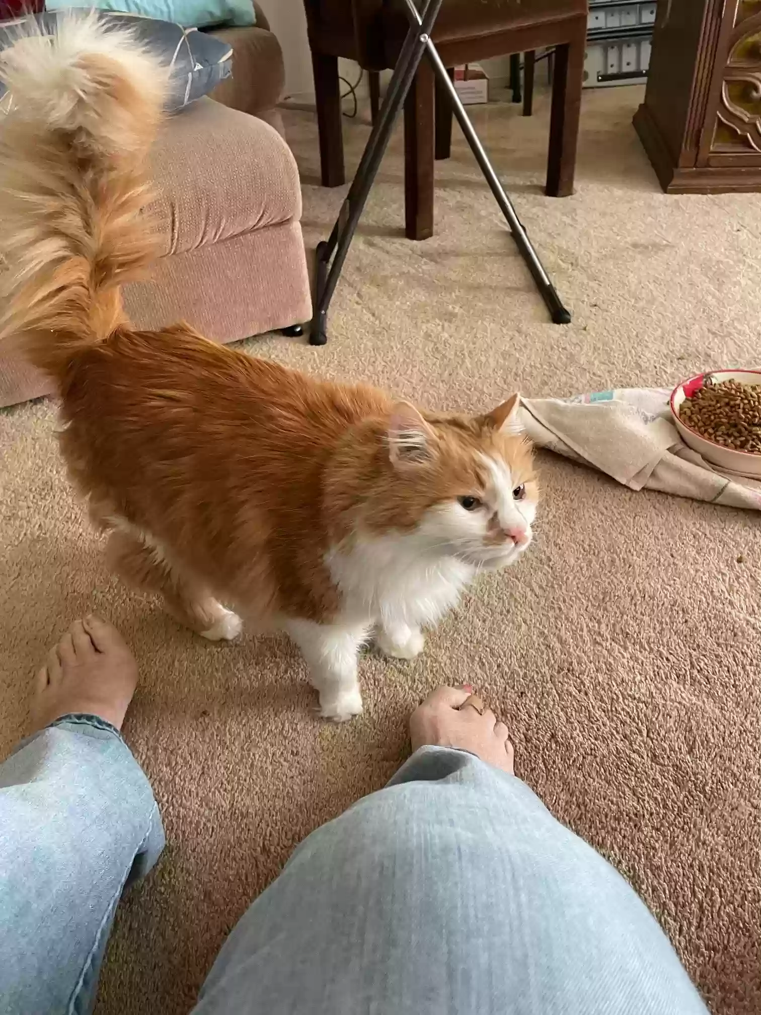 adoptable Cat in Desoto,TX named Atticus